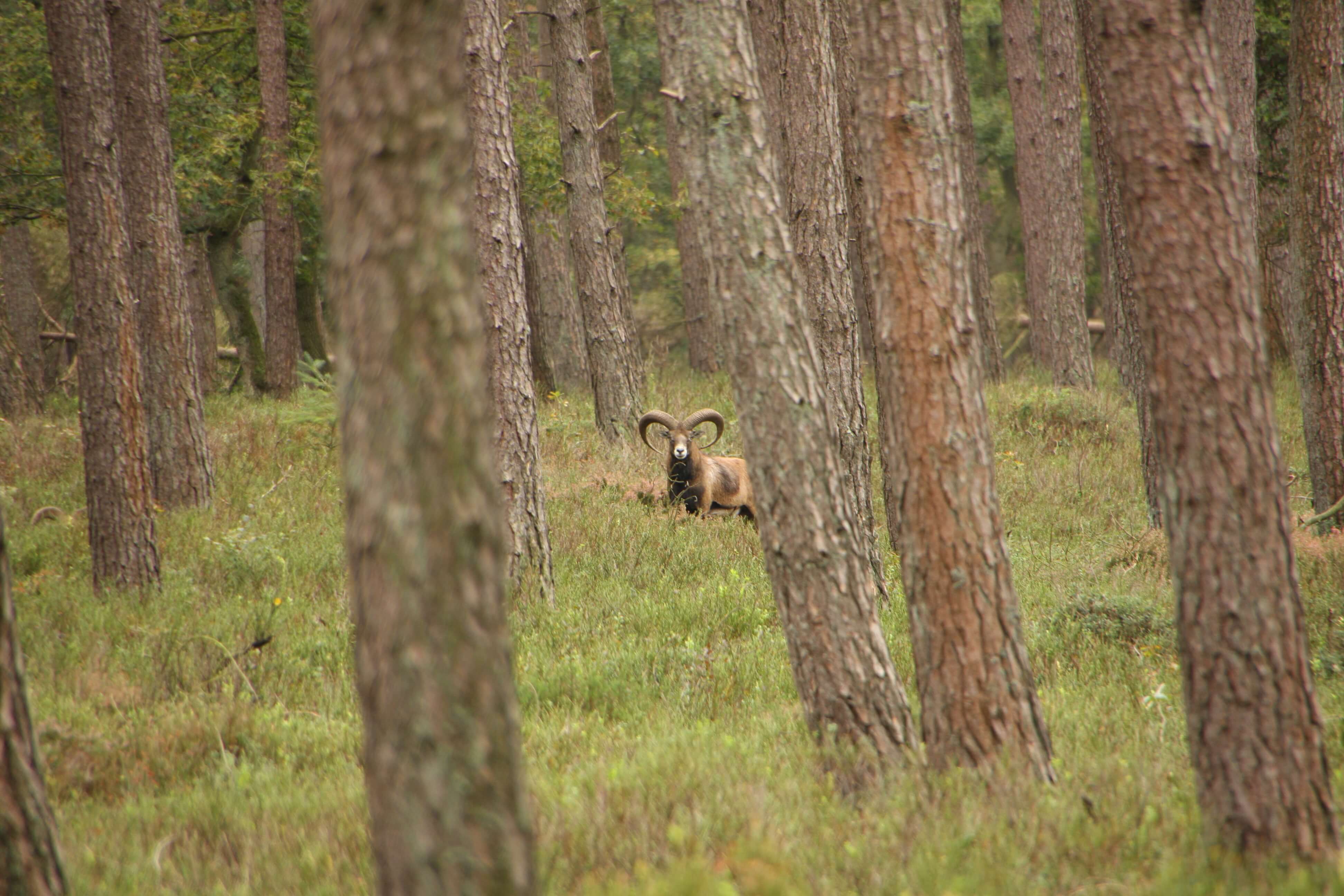 Natuurwandeling met gids